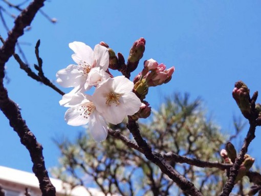 画像：あさくら扇桜　開花宣言