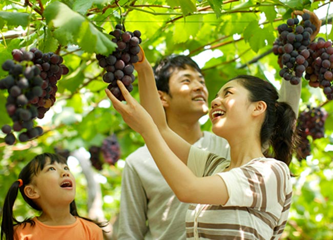 イメージ：フルーツ狩り