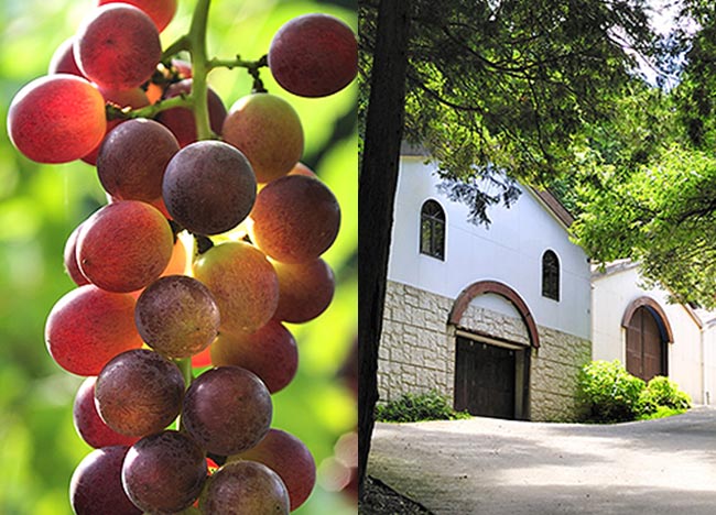 写真：田主丸ワインの森